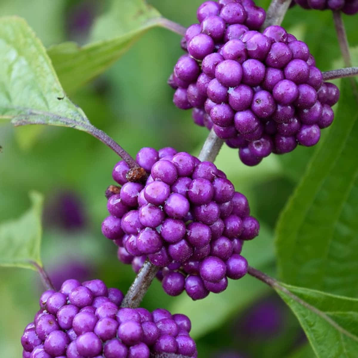 Purple Berries, vibrant purple berries, glistening with dew, SD Desktop Wallpaper
