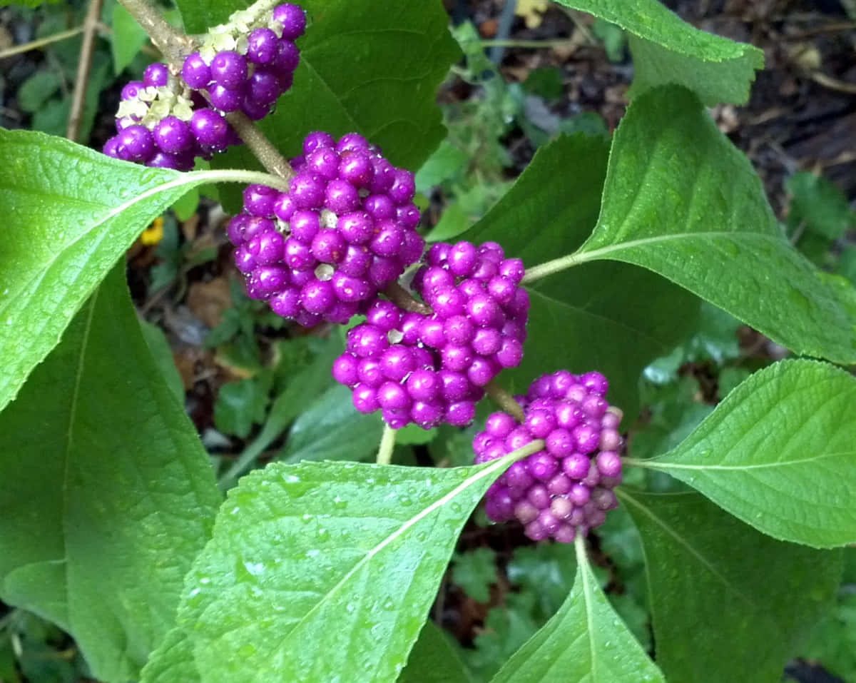 Purple Berries, vibrant purple berries, dew-kissed green leaves, SD Desktop Wallpaper