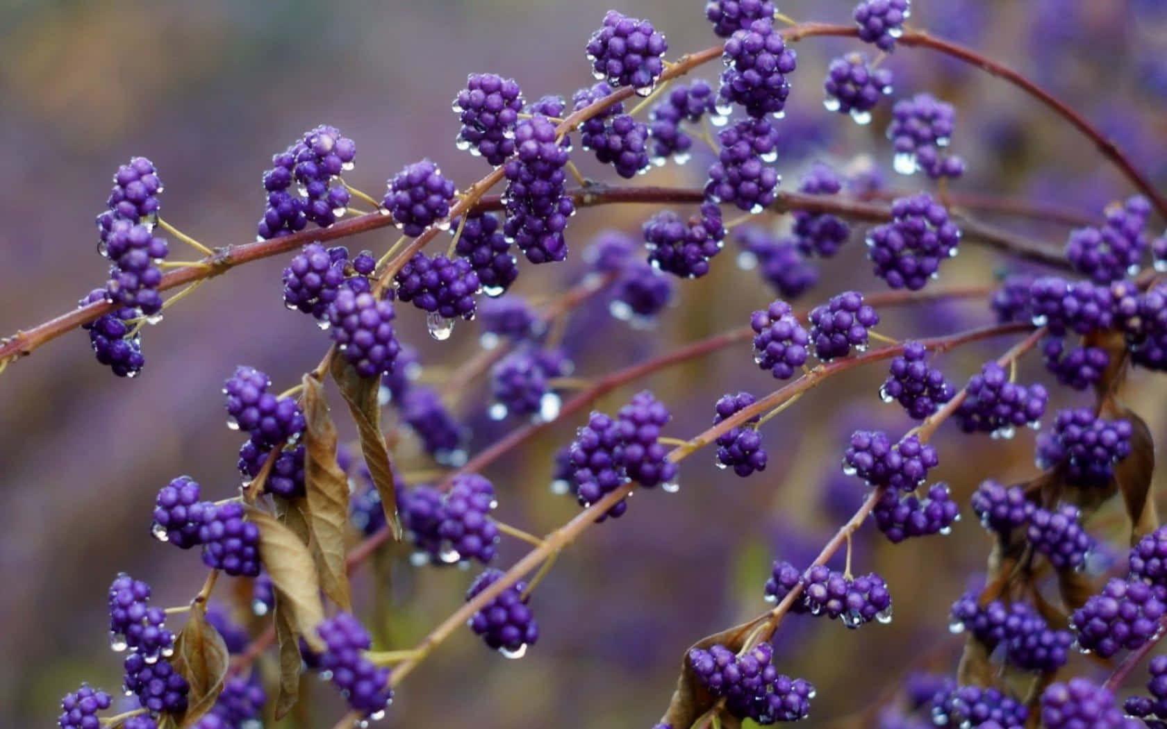 Purple Berries, vibrant purple berries, dewdrops, HD Desktop Wallpaper