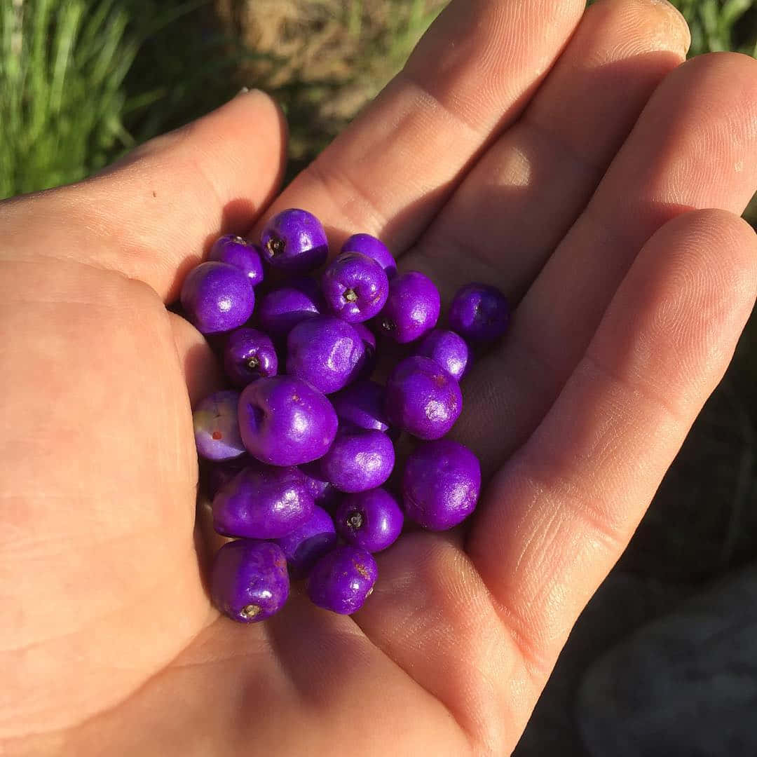 Purple Berries, glossy purple berries, bright sunlight, SD Desktop Wallpaper