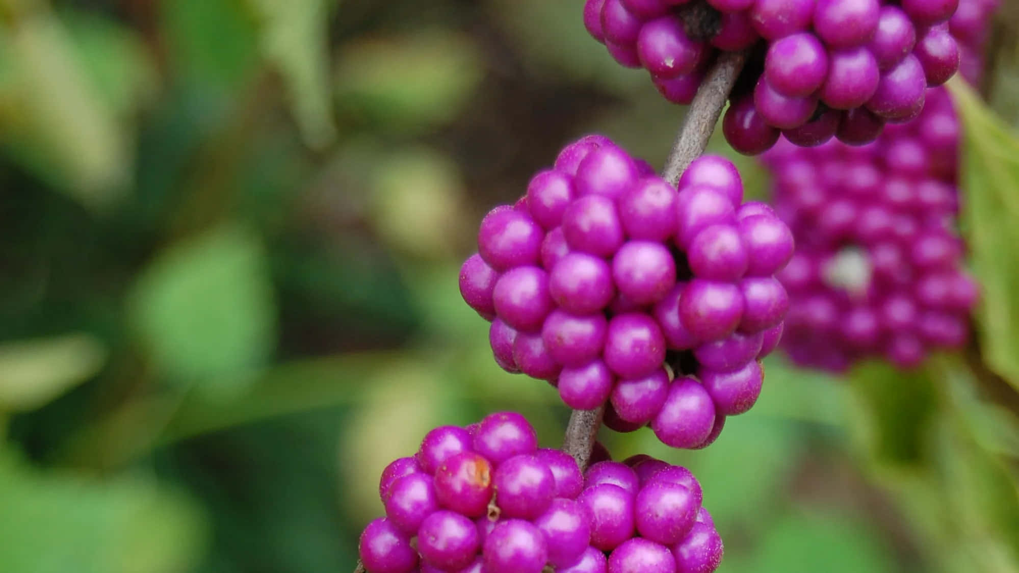 purple berries, 1999, 1124, Full HD Desktop Wallpaper