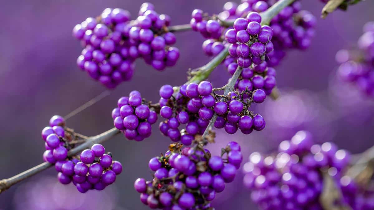 Purple Berries, vibrant purple berries, slender branches, SD Desktop Wallpaper