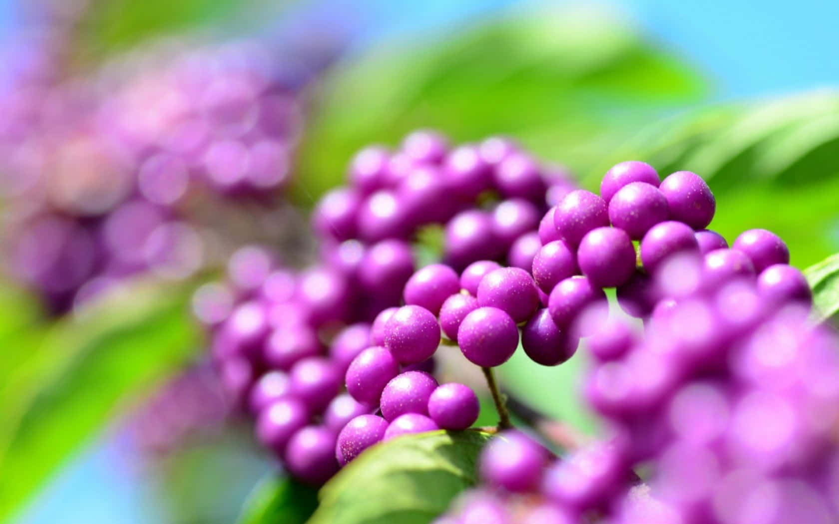 Purple Berries, vibrant purple berries, soft blurred backdrop, HD Desktop Wallpaper