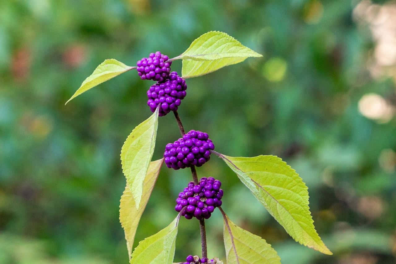 Purple Berries, vibrant purple berries, stem, HD Desktop Wallpaper