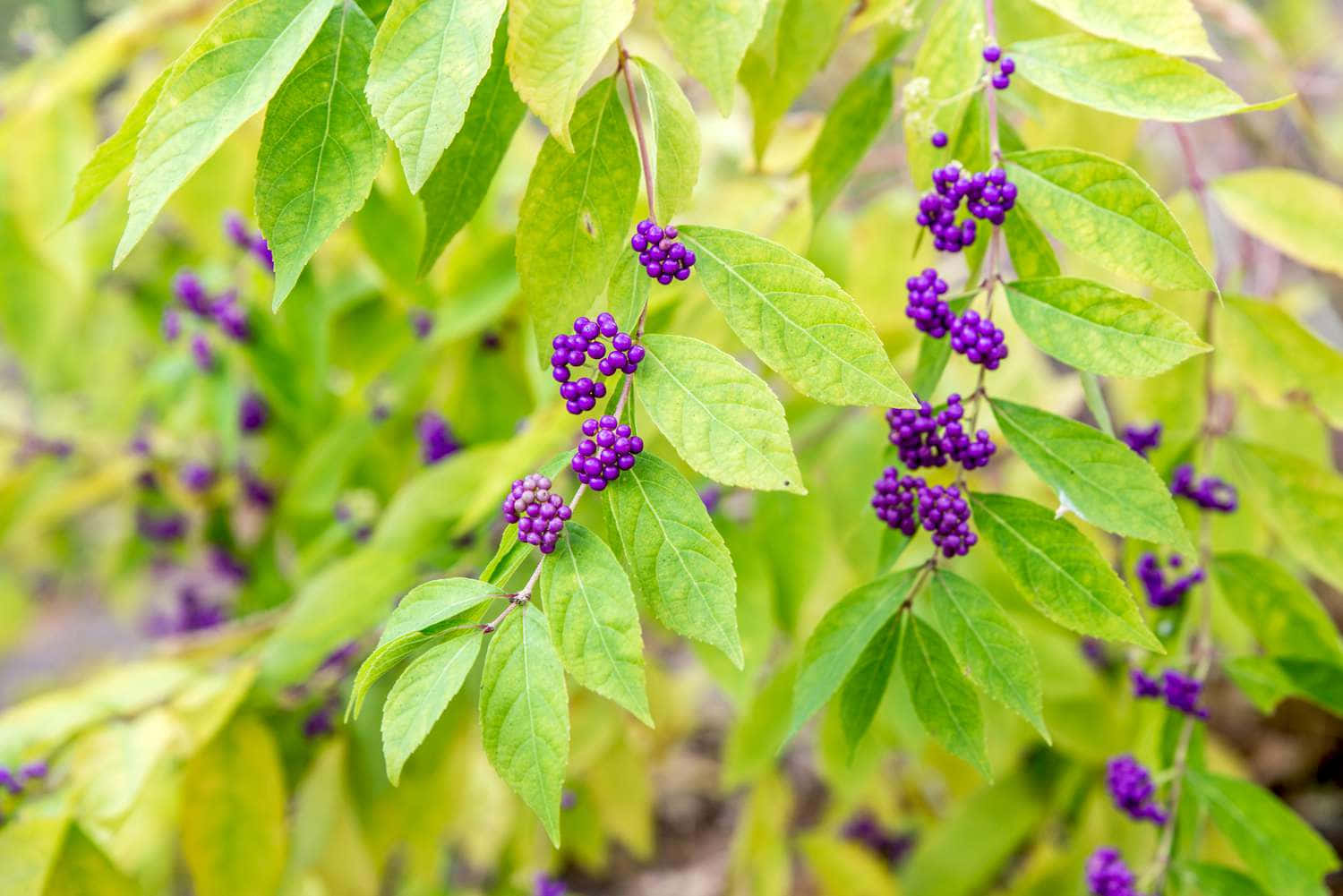 Purple Berries, vibrant purple berries, bright green leaves, HD Desktop Wallpaper