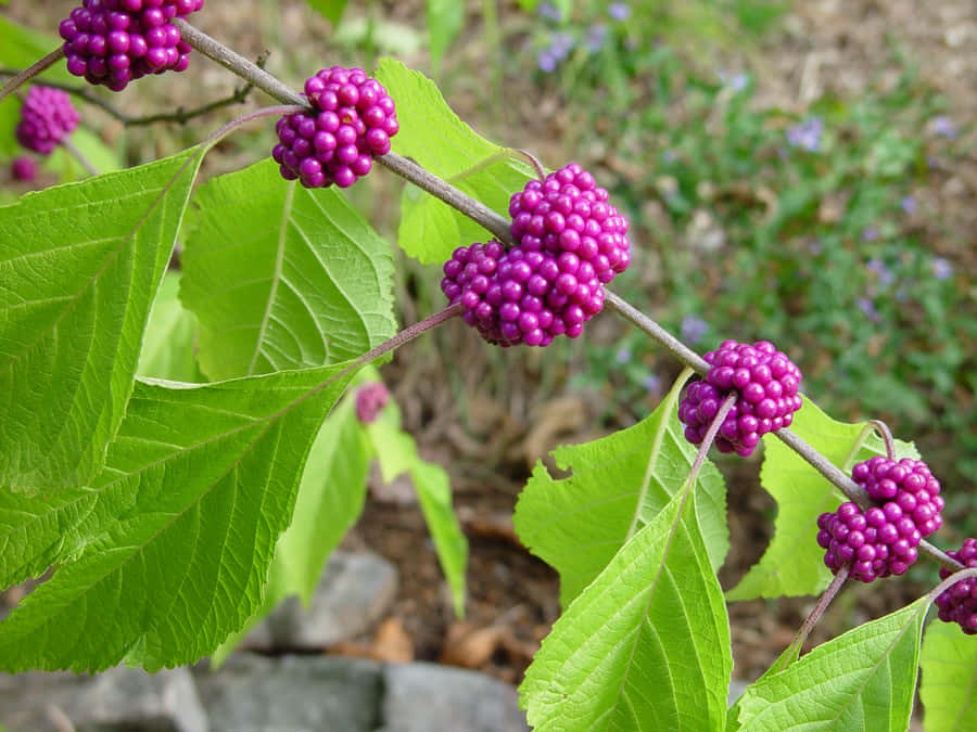 purple berries, magenta berries, lush green leaves, SD Desktop Wallpaper