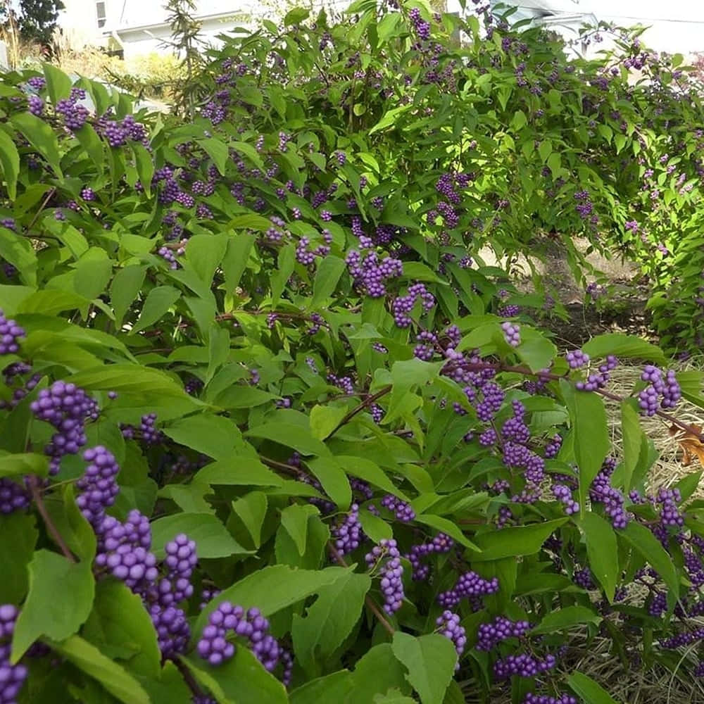purple berries, lush green bushes, vibrant purple berries, SD Desktop Wallpaper