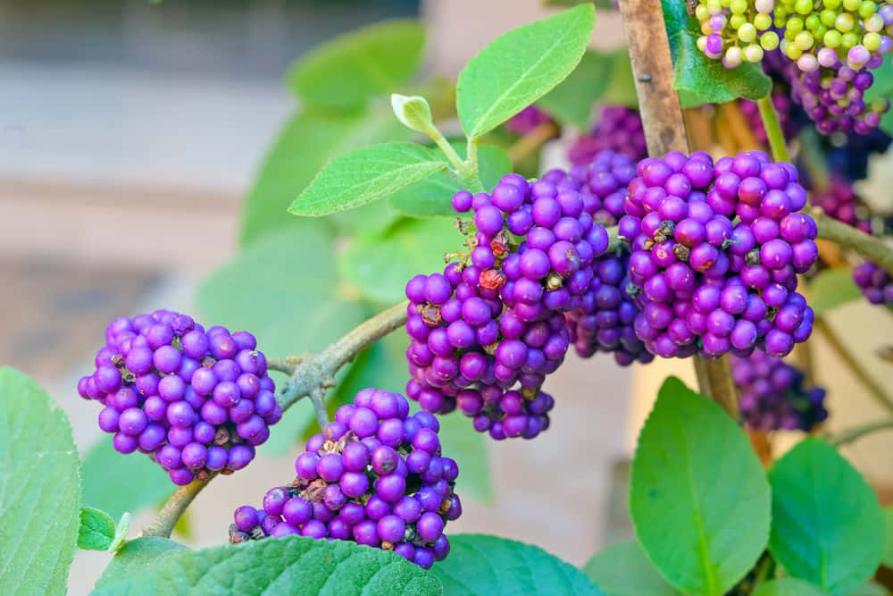 Purple Berries, vibrant purple berries, branch, SD Desktop Wallpaper