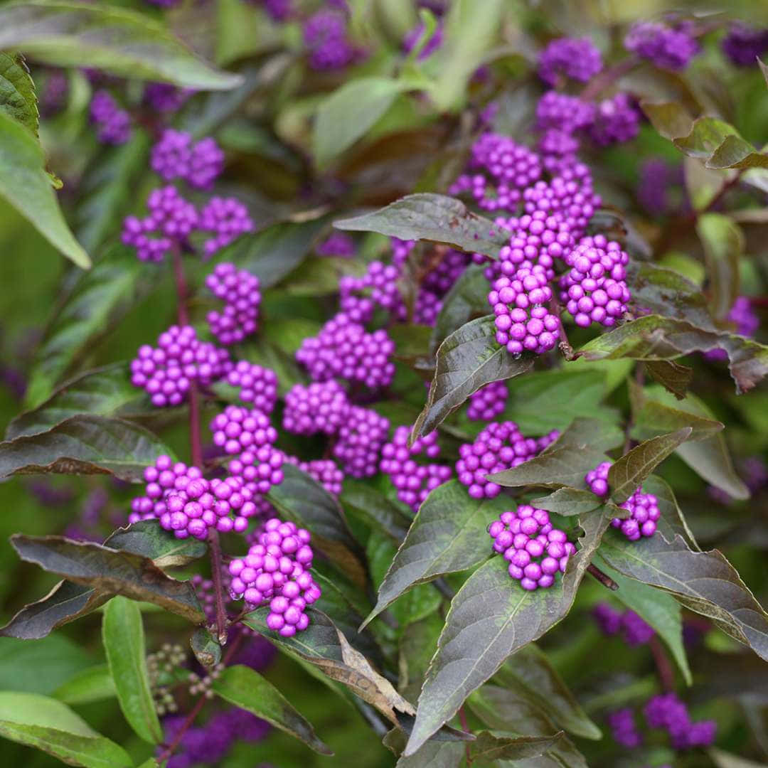 purple berries, dark green leaves, lush garden, SD Desktop Wallpaper