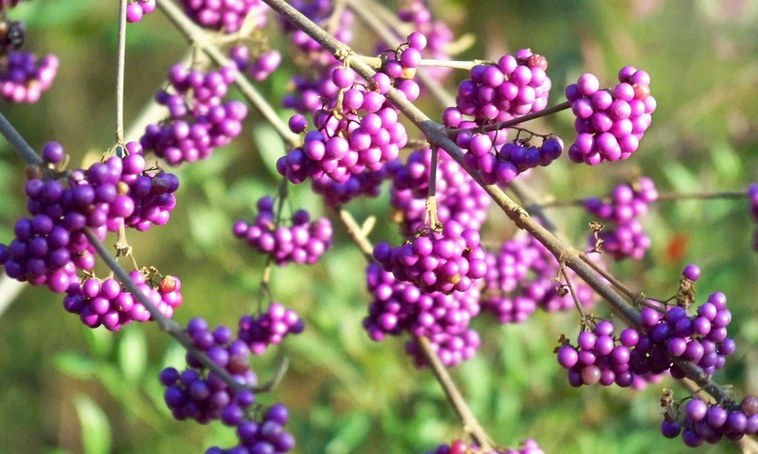 Purple Berries, vibrant purple berries, slender branches, 2K Desktop Wallpaper