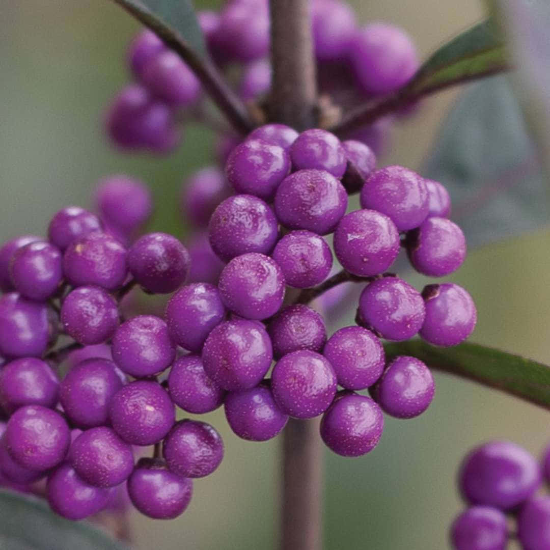 purple berries, glistening purple berries, clustered on a branch, SD Desktop Wallpaper