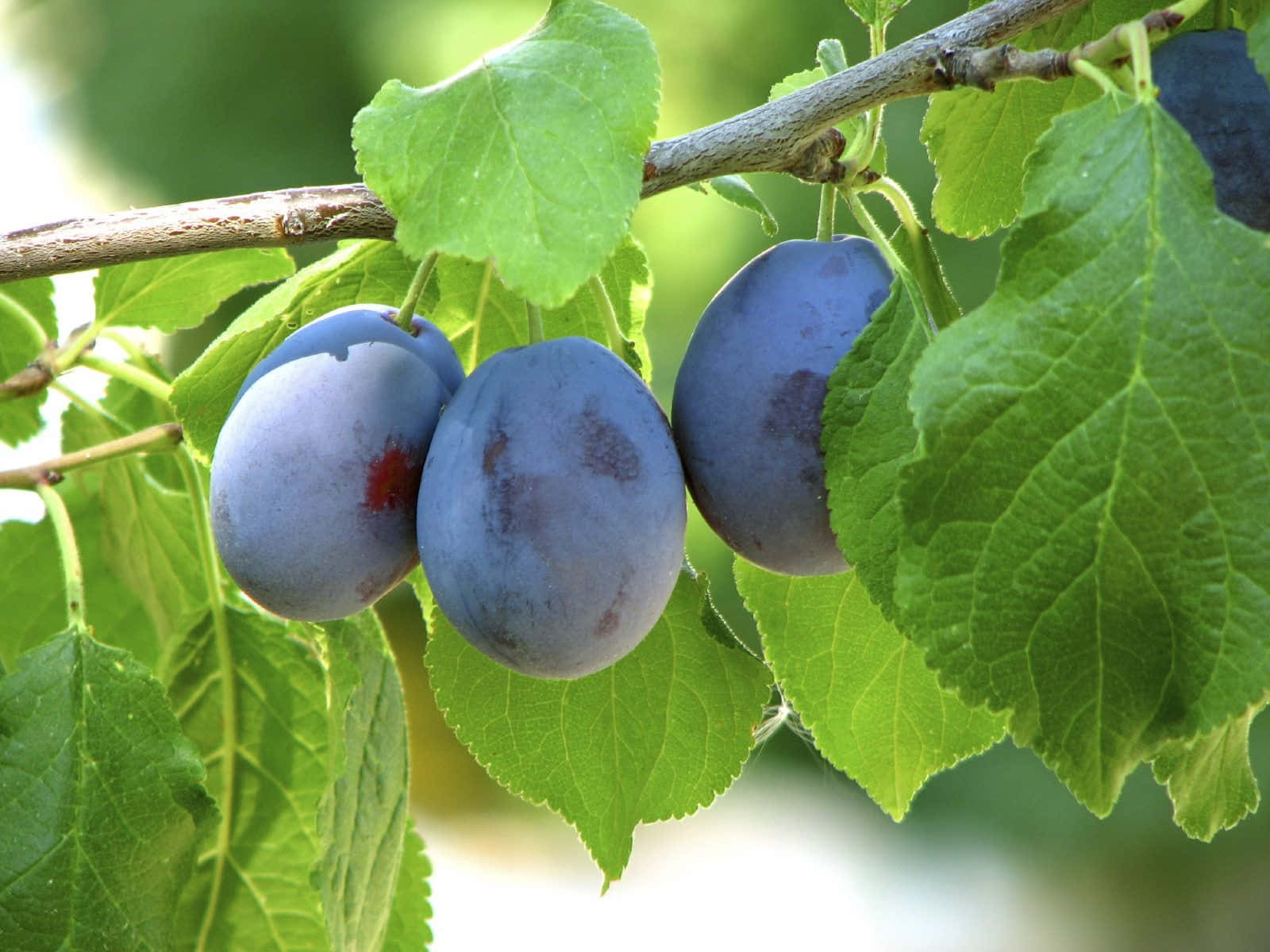 purple plums, branch, vibrant green leaves, HD Desktop Wallpaper