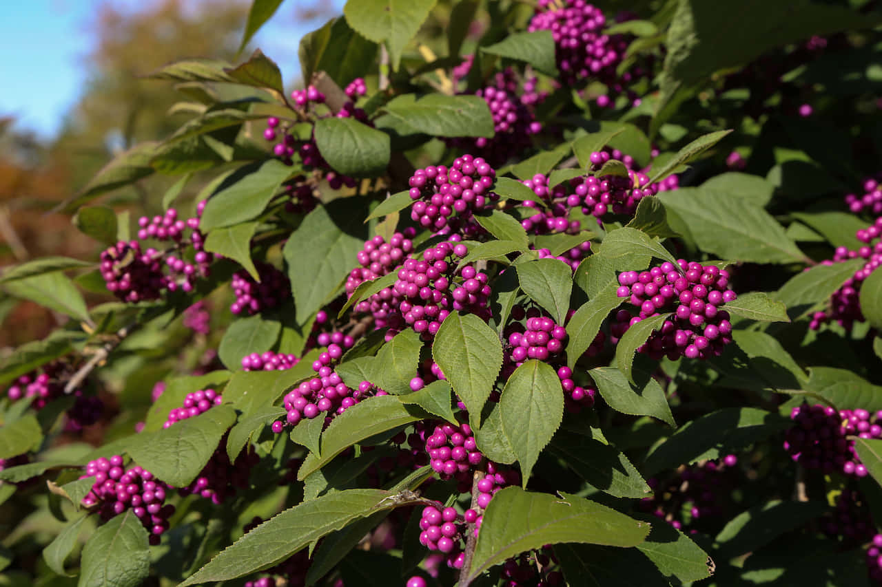 Purple Berries, vibrant clusters of purple berries, lush green leaves, HD Desktop Wallpaper