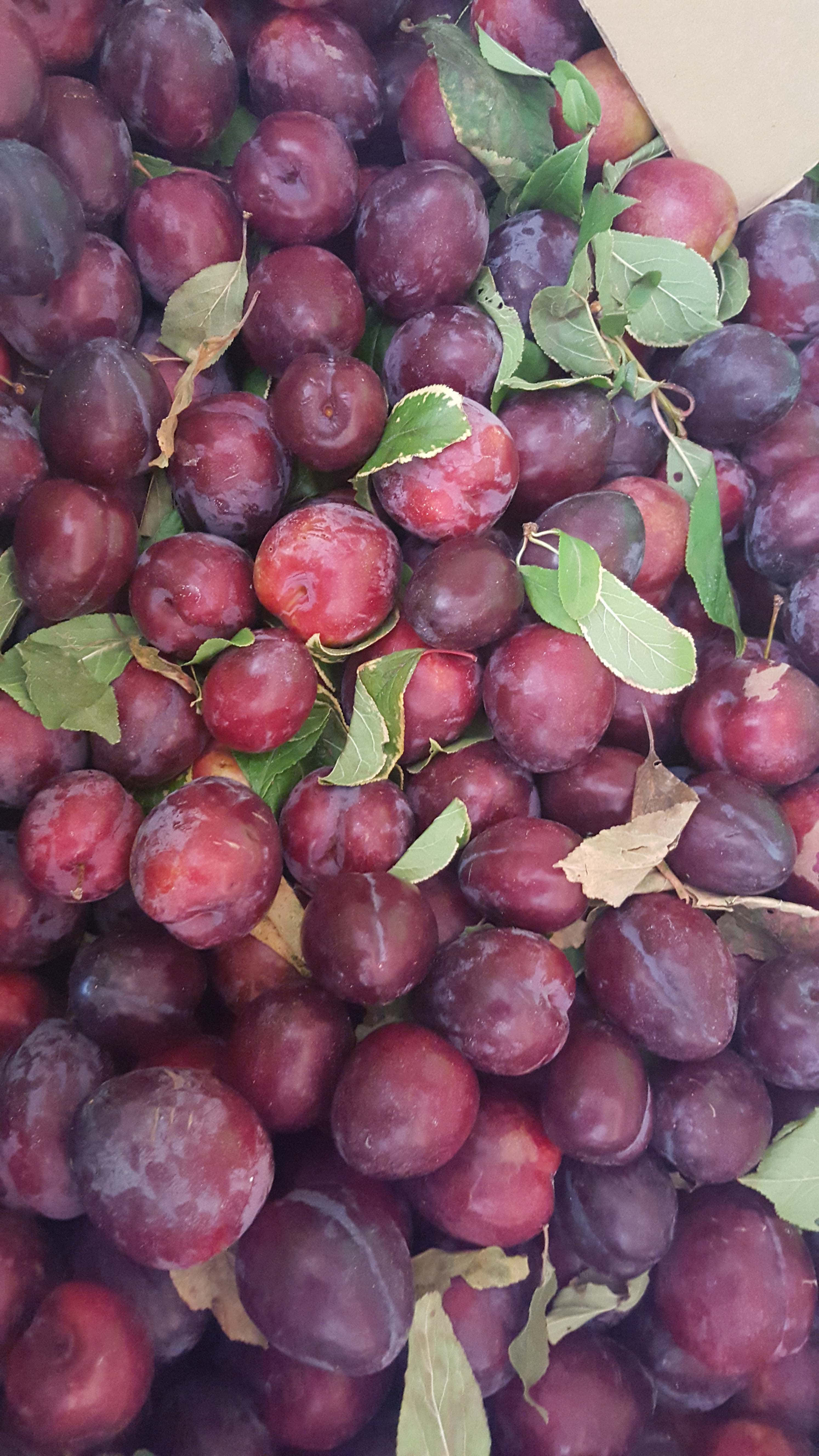 purple plums, dark purple, green leaves, 5K Phone Wallpaper