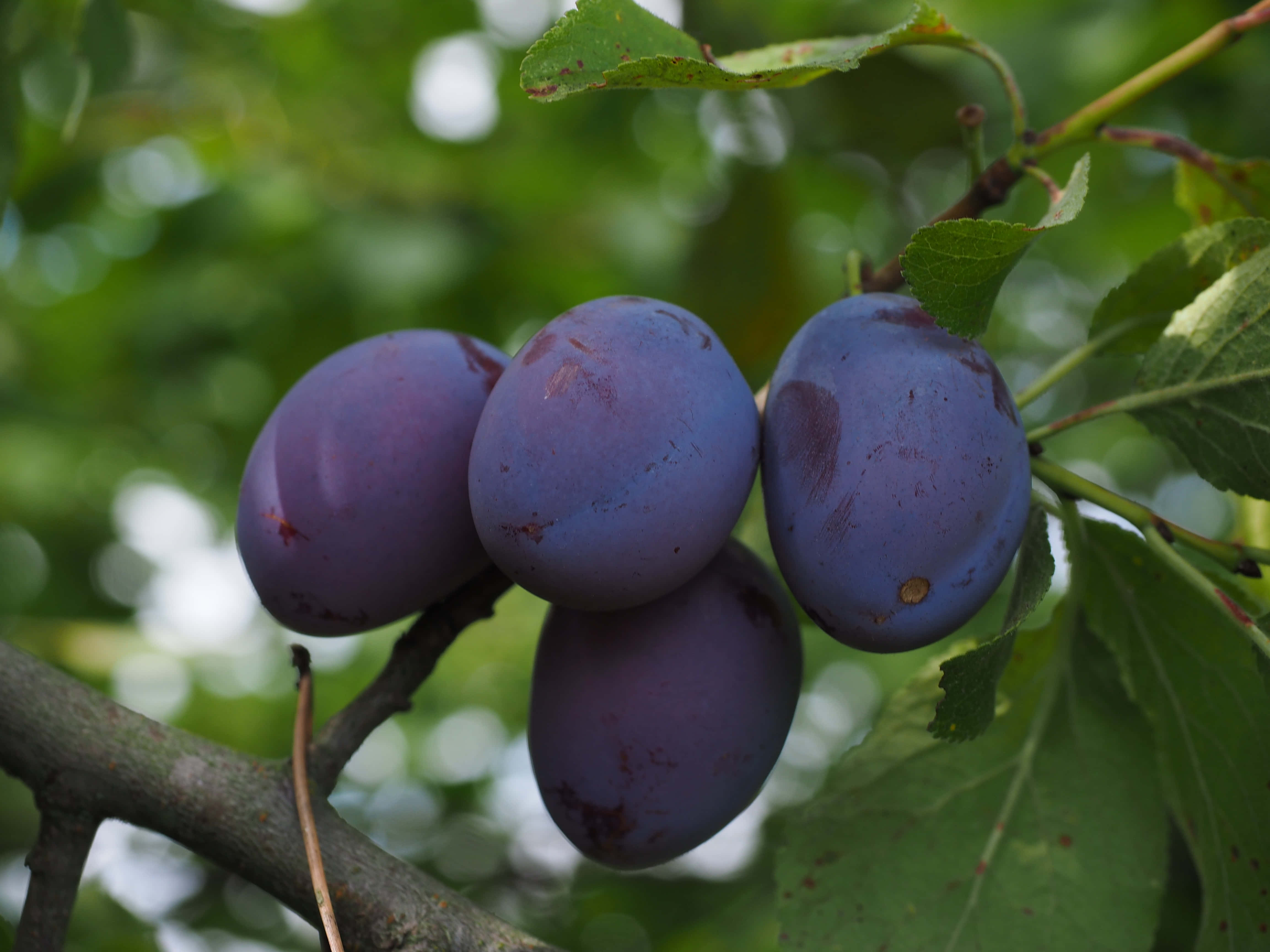 Purple Plums, 4608 x 3456 wallpaper, tree branch, 4K Desktop Wallpaper