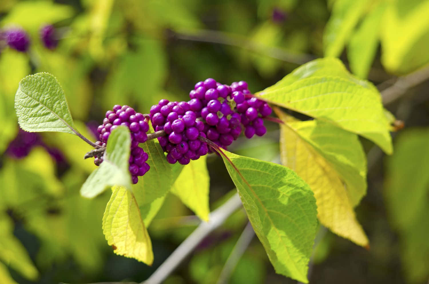 Purple Berries, vibrant purple berries, branch, HD Desktop Wallpaper