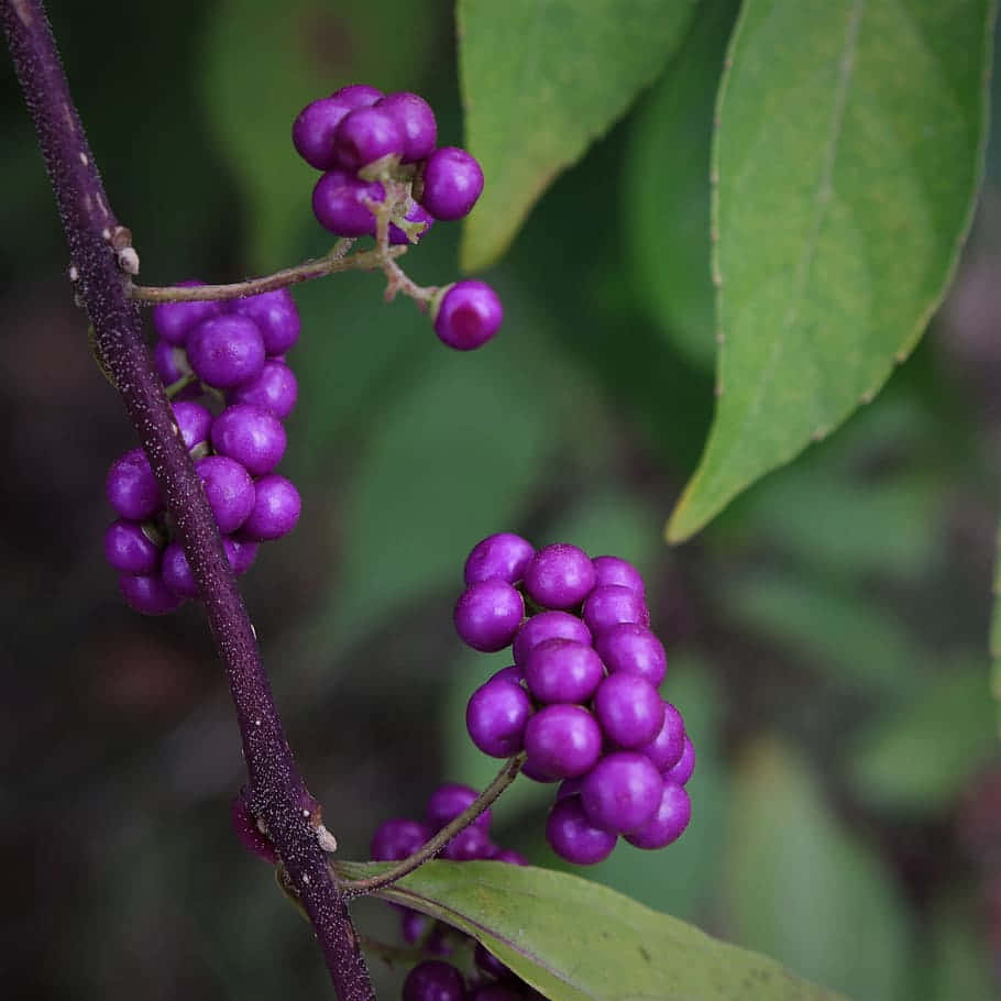 Purple Berries, vibrant purple berries, dark stem, SD Desktop Wallpaper