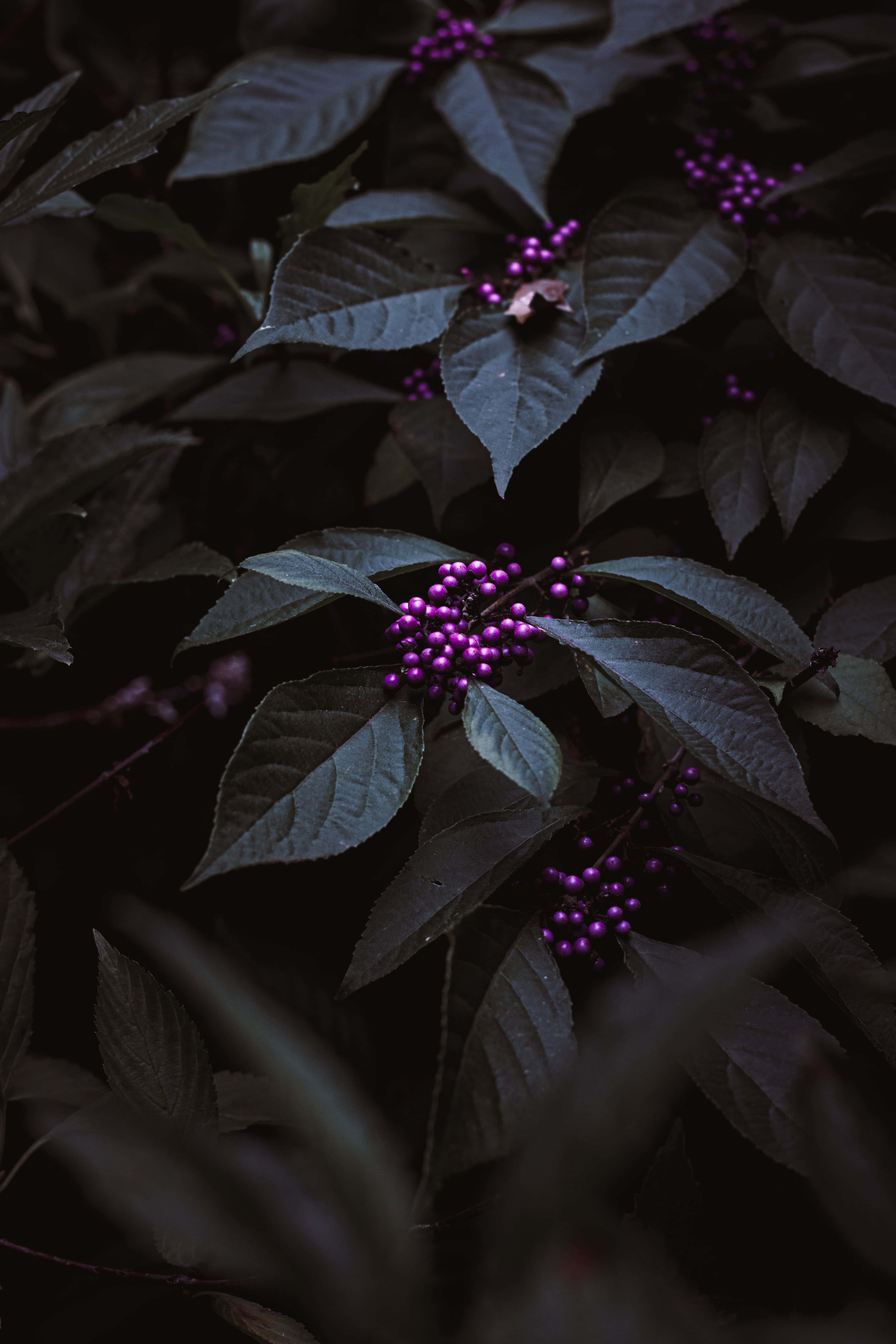 Purple Berries, 4000 x 6000 wallpaper, dark green leaves, 5K Phone Wallpaper