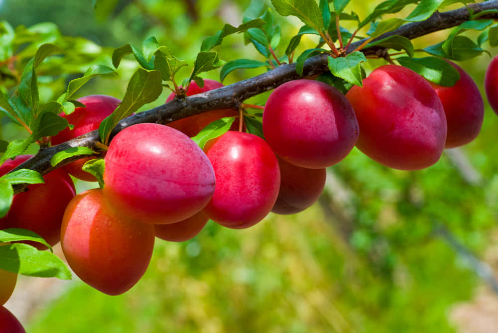 purple plums, sunlit branch, vibrant green leaves, SD Desktop Wallpaper