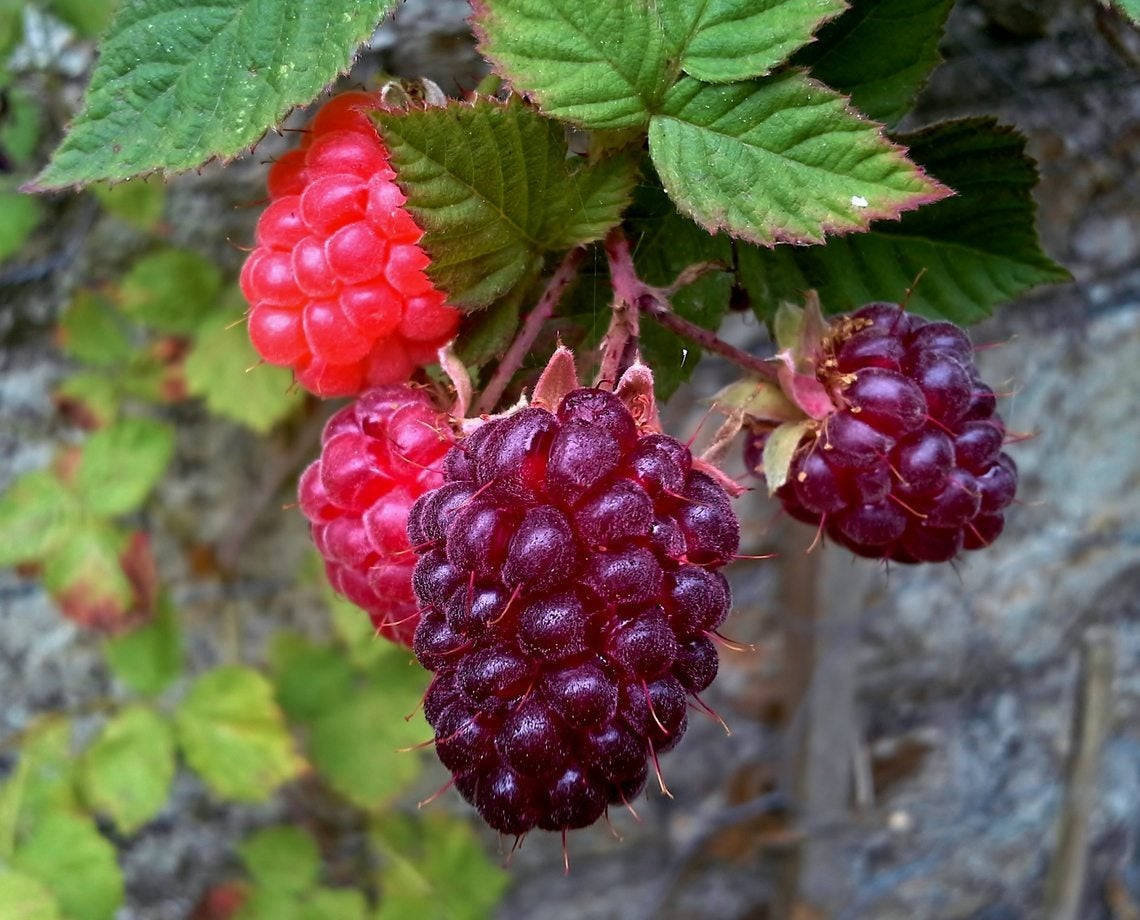 purple loganberries, red loganberries, vine, SD Desktop Wallpaper
