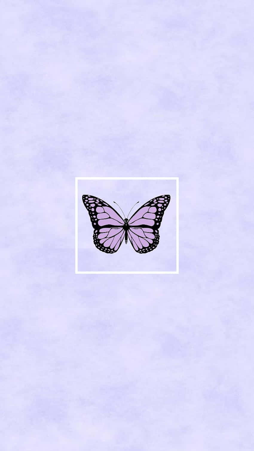 purple butterfly, white square, soft lavender textured background, HD Phone Wallpaper