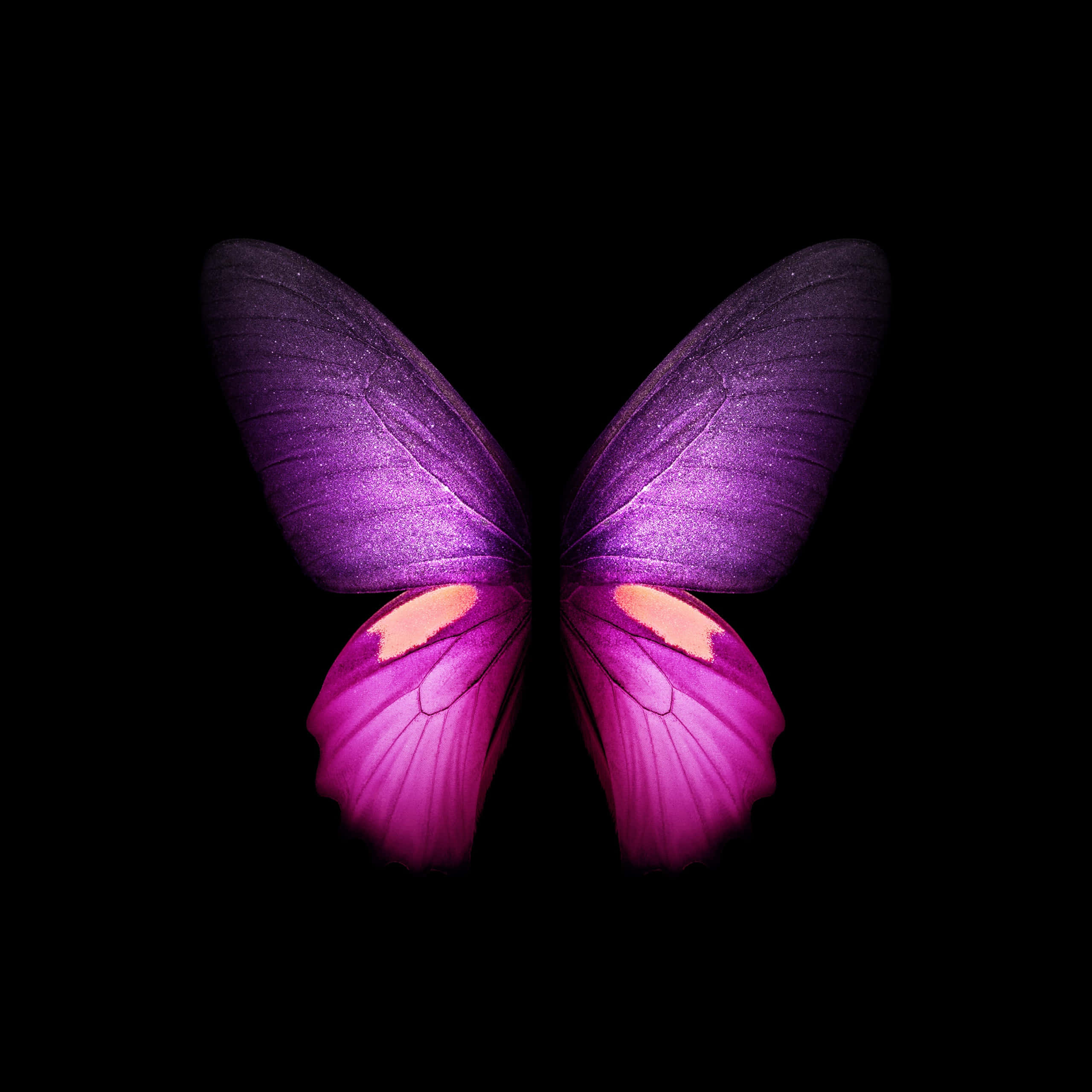 purple butterfly, iPhone, vibrant purple and pink butterfly, 2K Desktop Wallpaper