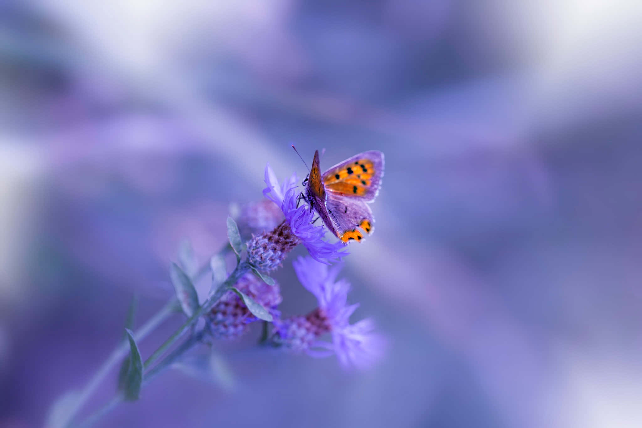 purple butterfly, vibrant teal gradient, orange and black butterfly, Full HD Desktop Wallpaper