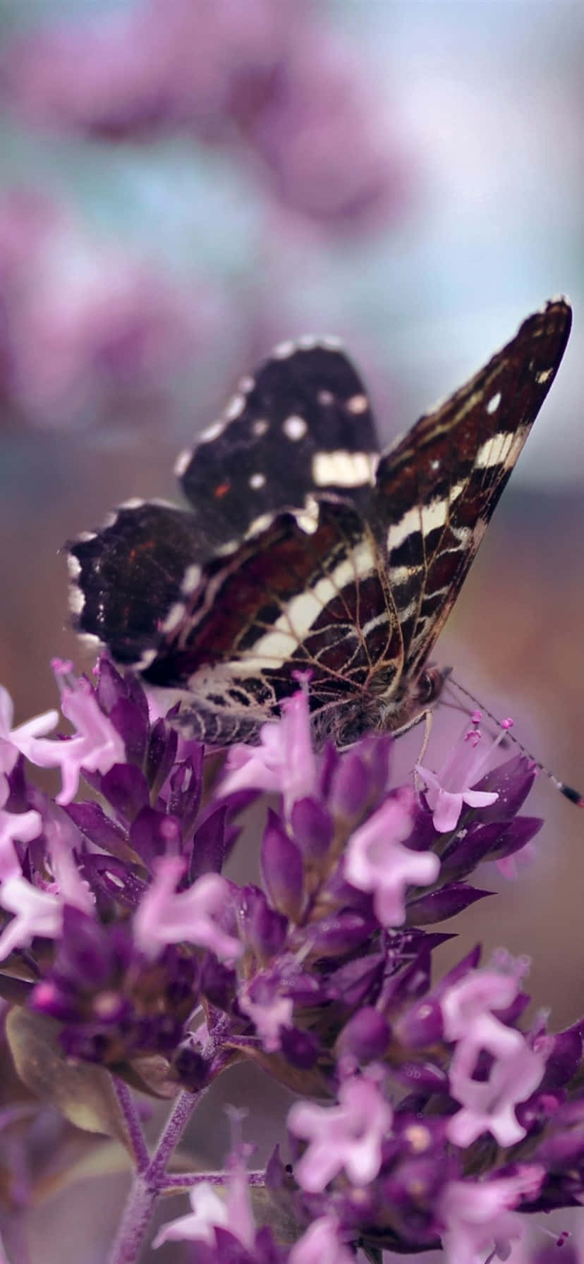 Purple Butterfly iPhone, black and white butterfly, spotted wings, HD Phone Wallpaper