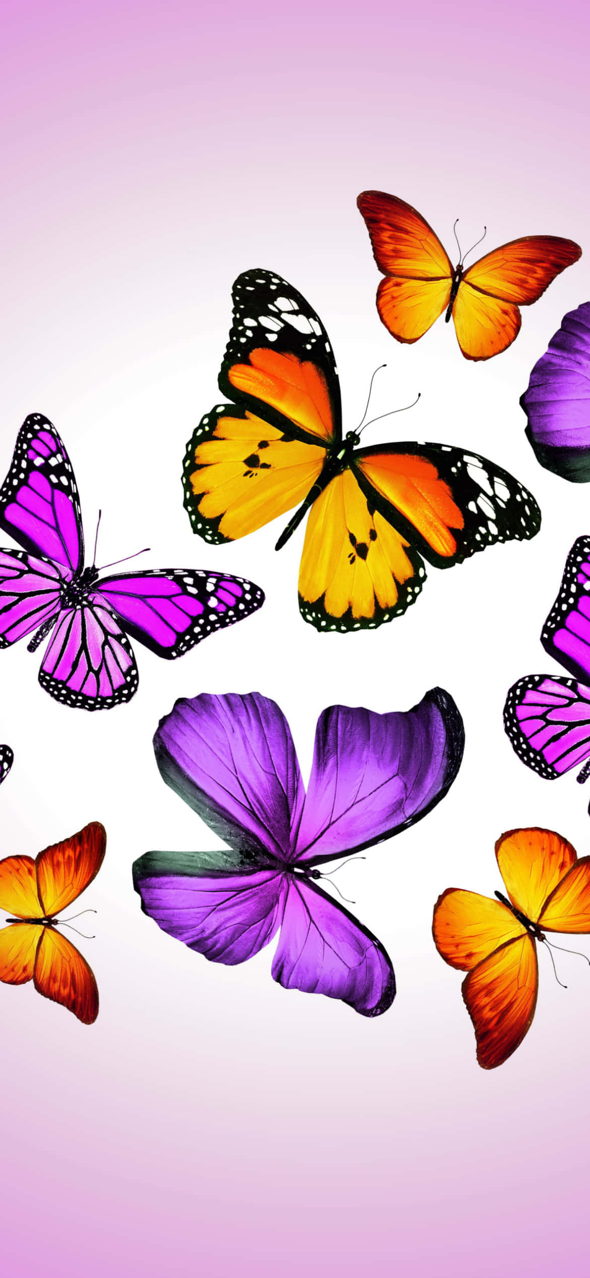 Purple Butterfly iPhone, vibrant purple, orange butterflies, Full HD Phone Wallpaper