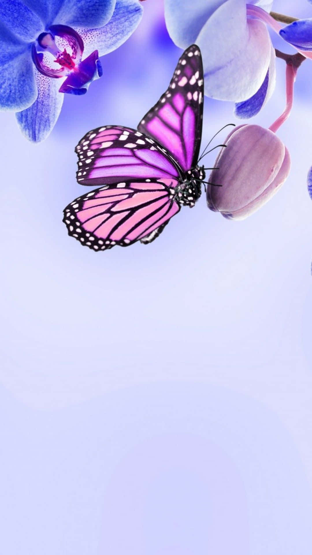 purple butterfly, pink butterfly, black veins, Full HD Phone Wallpaper