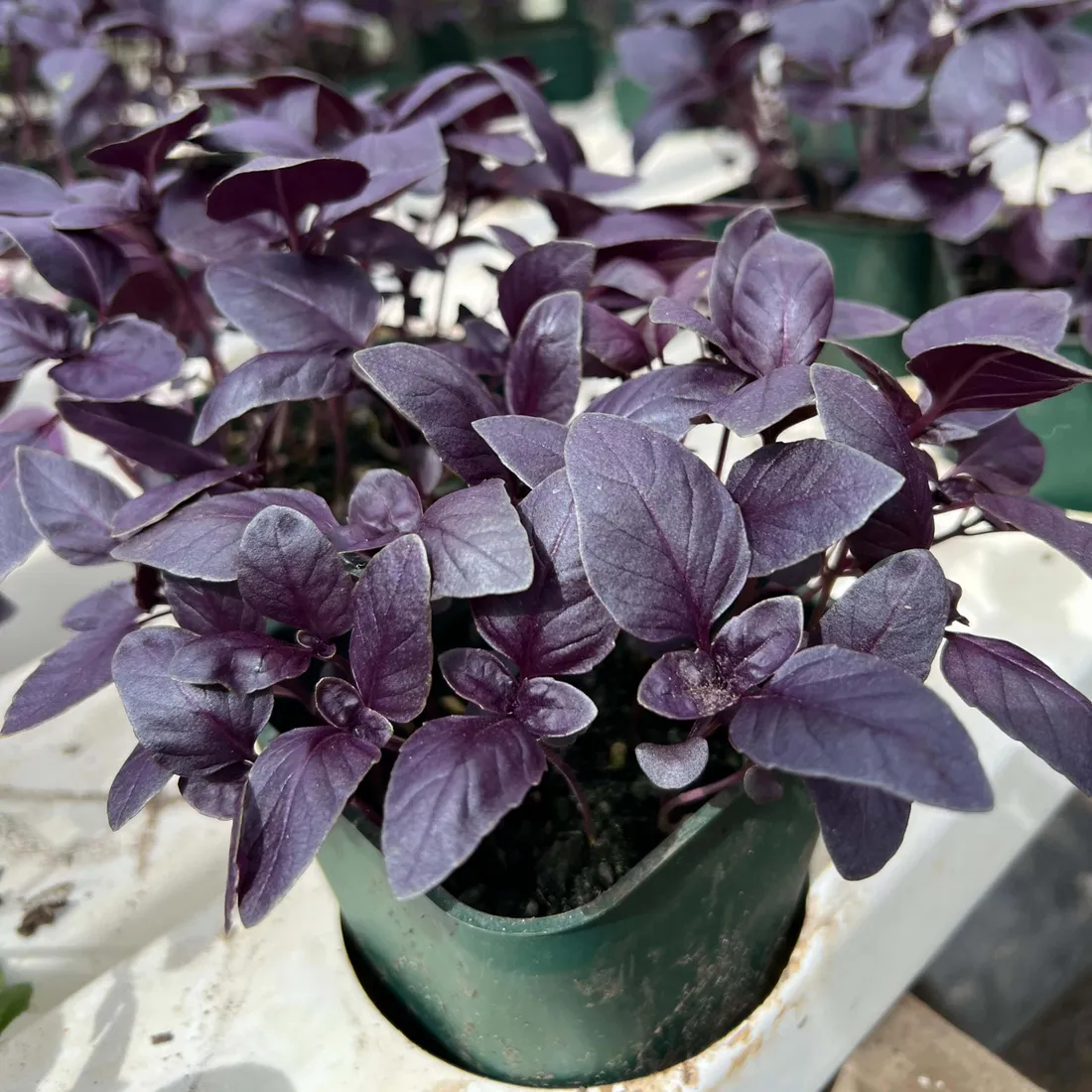 Purple Carrots