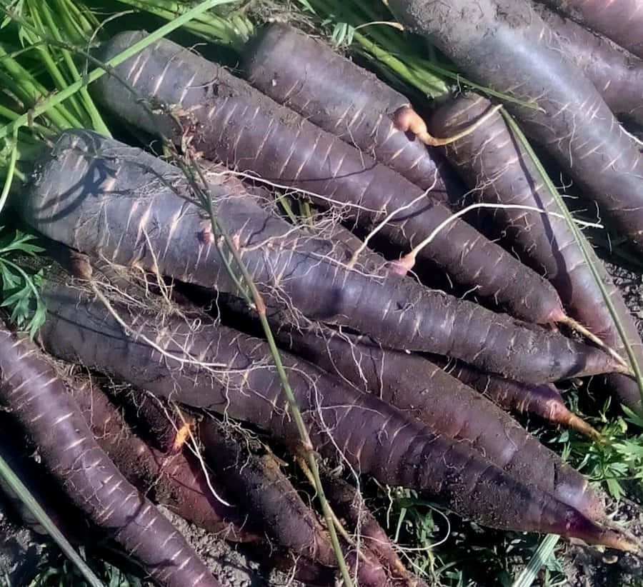 Purple Carrots, green tops, sunlit pile, SD Desktop Wallpaper