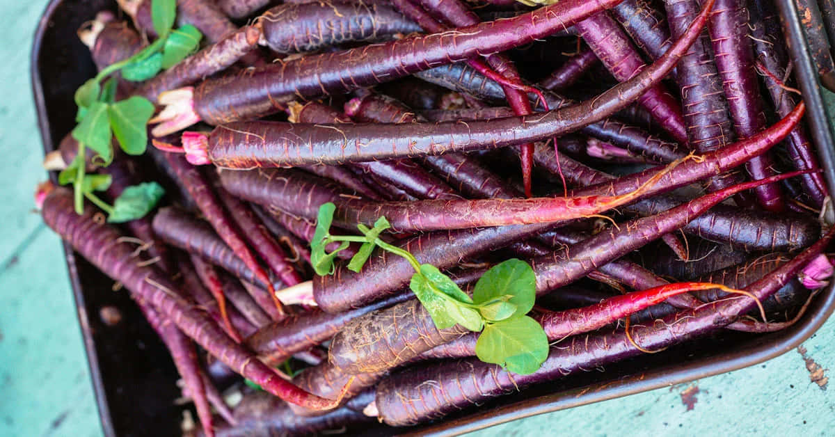 Purple Carrots, vibrant purple carrots, fresh green tops, SD Desktop Wallpaper