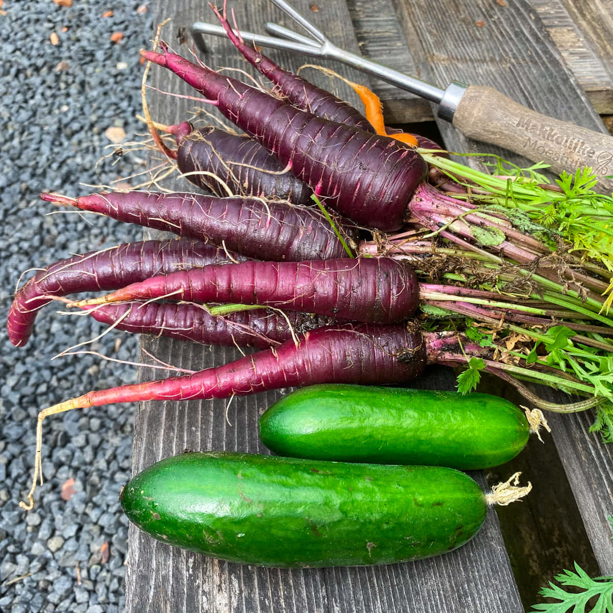 Purple Carrots, freshly harvested purple carrots, green cucumbers, SD Desktop Wallpaper