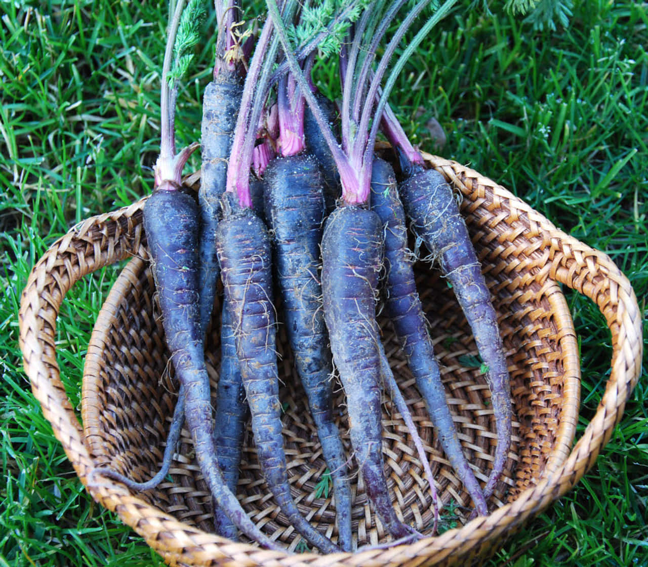 Purple Carrots, basket, green tops, HD Desktop Wallpaper