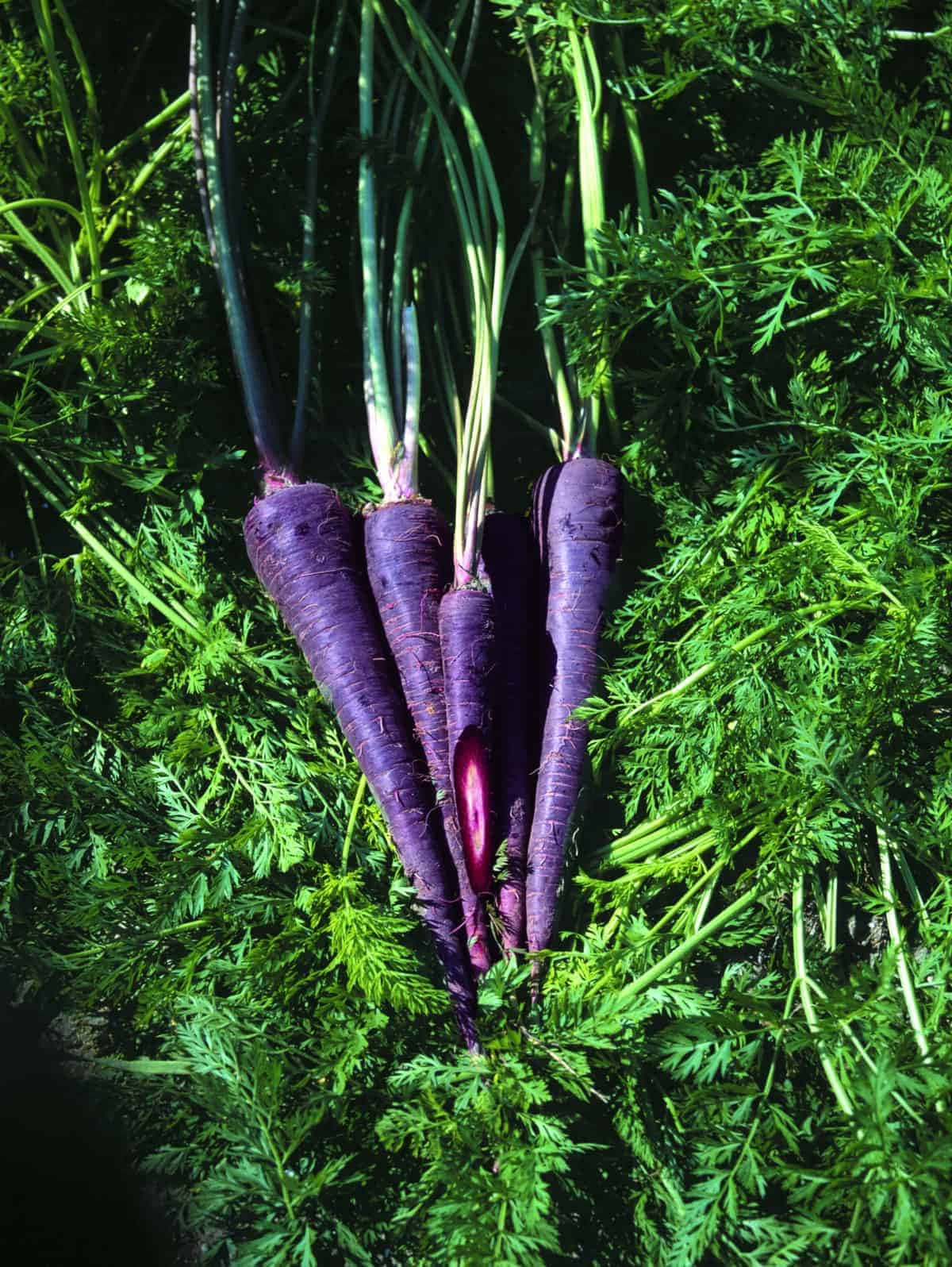 Purple Carrots, vibrant purple, green tops, HD Phone Wallpaper
