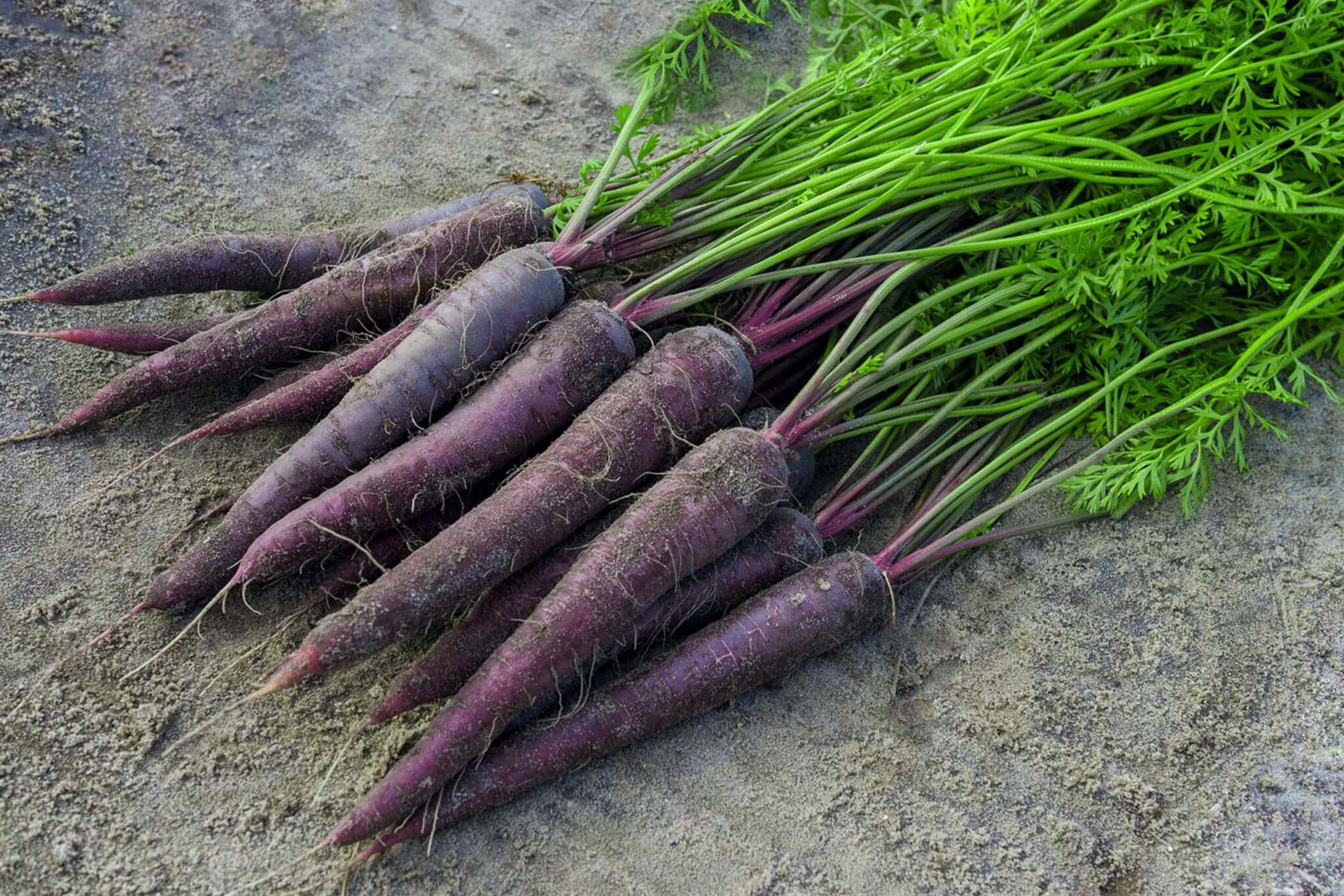 Purple Carrots, vibrant green tops, gritty soil, Full HD Desktop Wallpaper