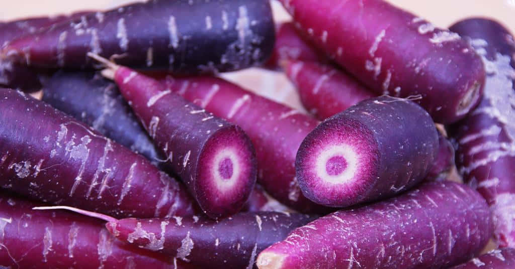 Purple Carrots, vibrant purple carrots, white stripes, SD Desktop Wallpaper