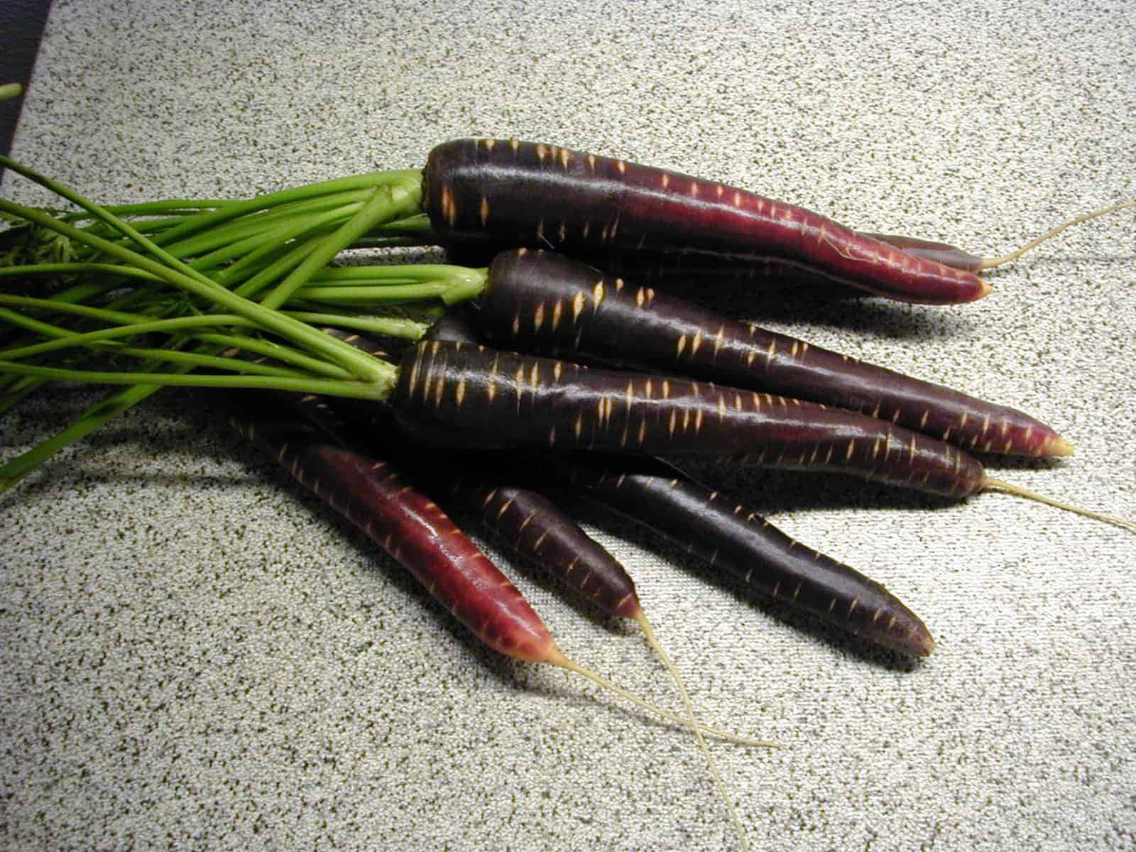 Purple Carrots, dark purple carrots, green tops, HD Desktop Wallpaper