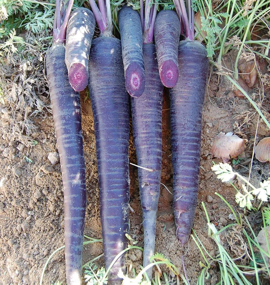 Purple Carrots, freshly harvested purple carrots, green tops, SD Phone Wallpaper
