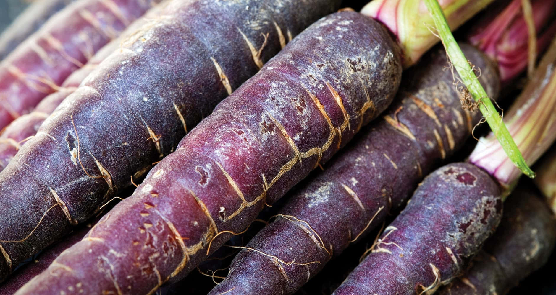 Purple Carrots, vibrant purple carrots, green stems, HD Desktop Wallpaper