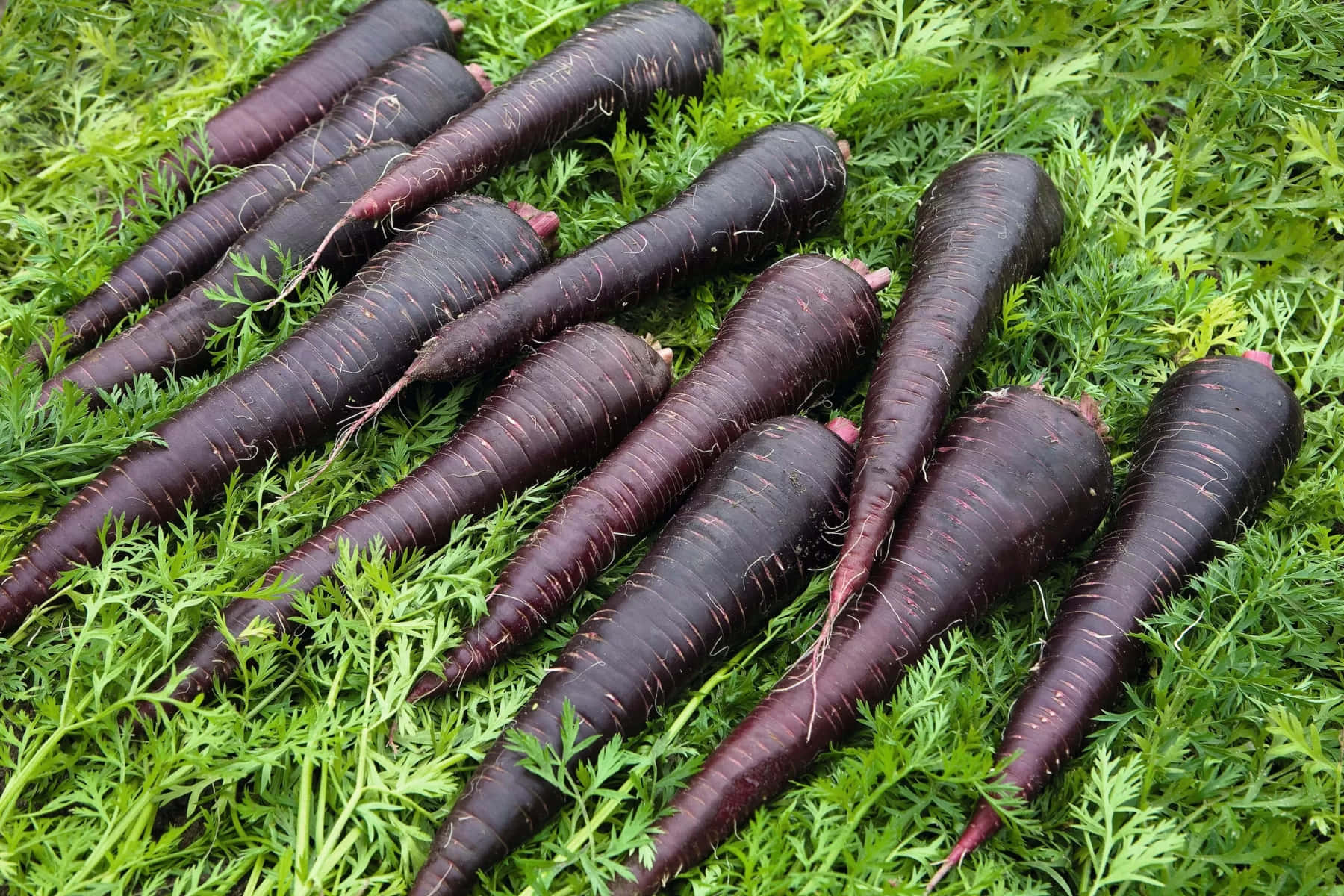 purple carrots, dark purple carrots, green tops, HD Desktop Wallpaper