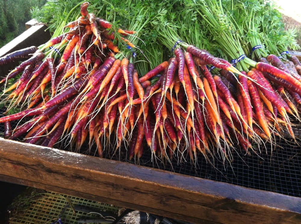 Purple Carrots, orange and purple carrots, fresh green tops, SD Desktop Wallpaper
