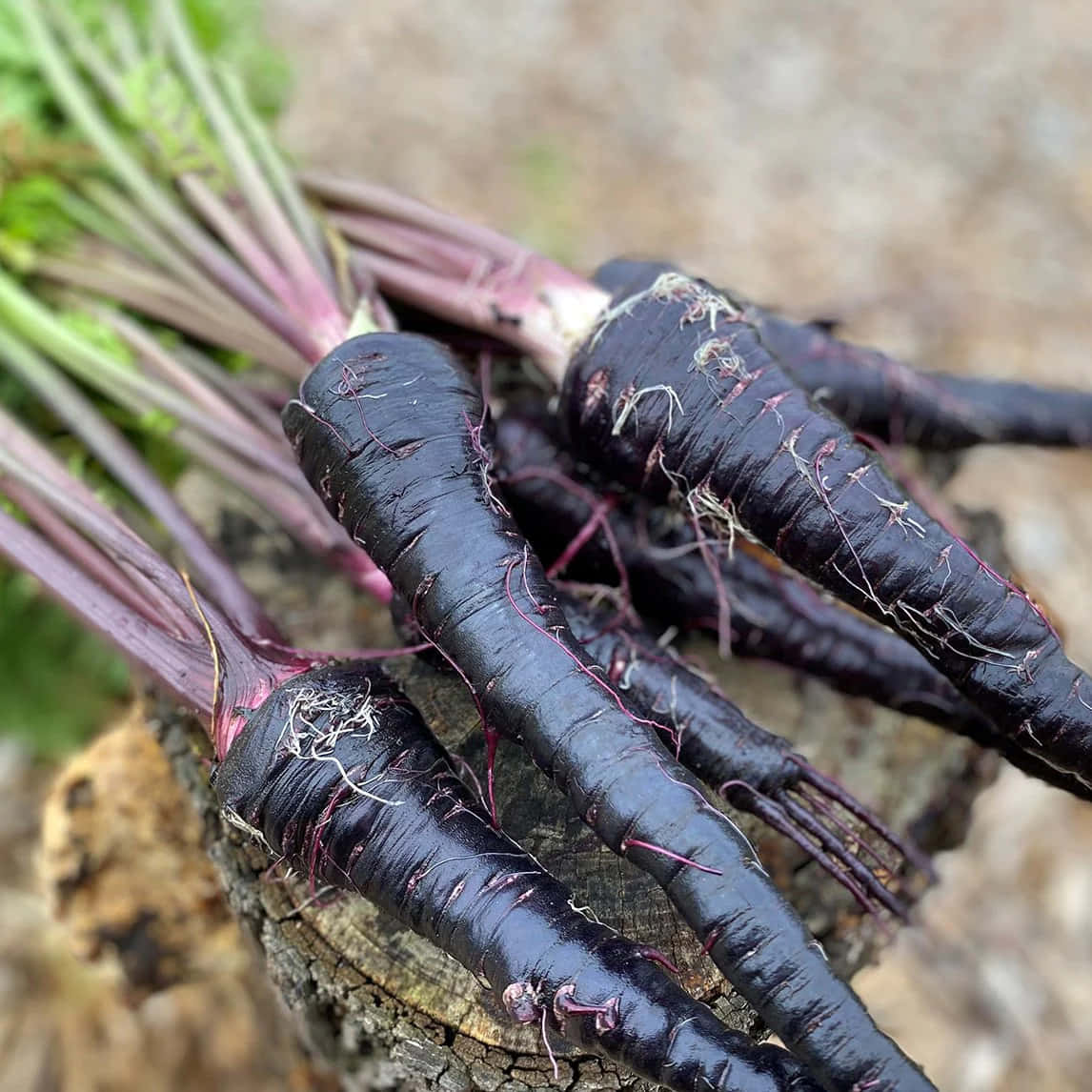 Purple Carrots, black carrots, purple stems, SD Desktop Wallpaper