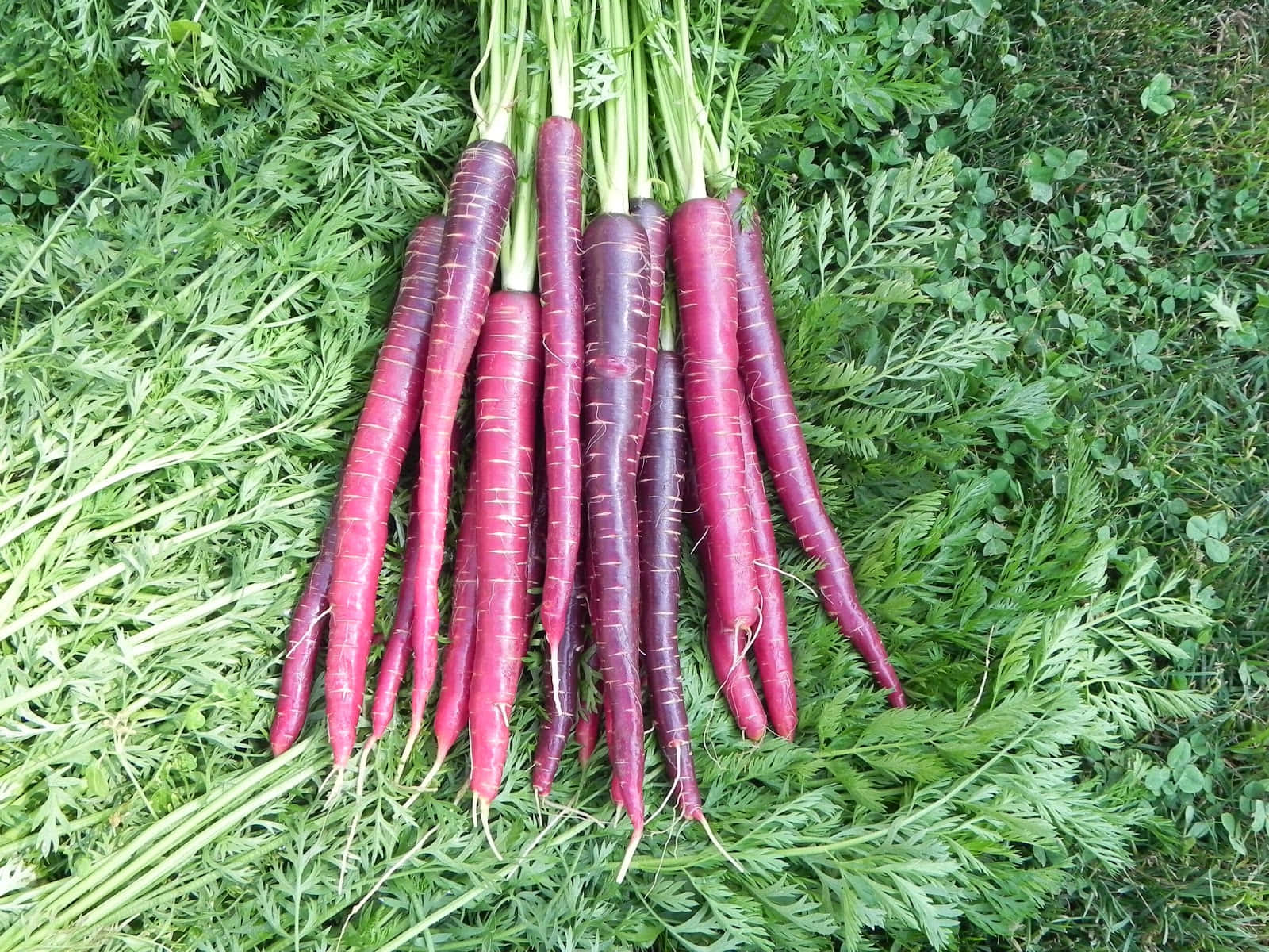 Purple Carrots, deep purple carrots, green tops, HD Desktop Wallpaper