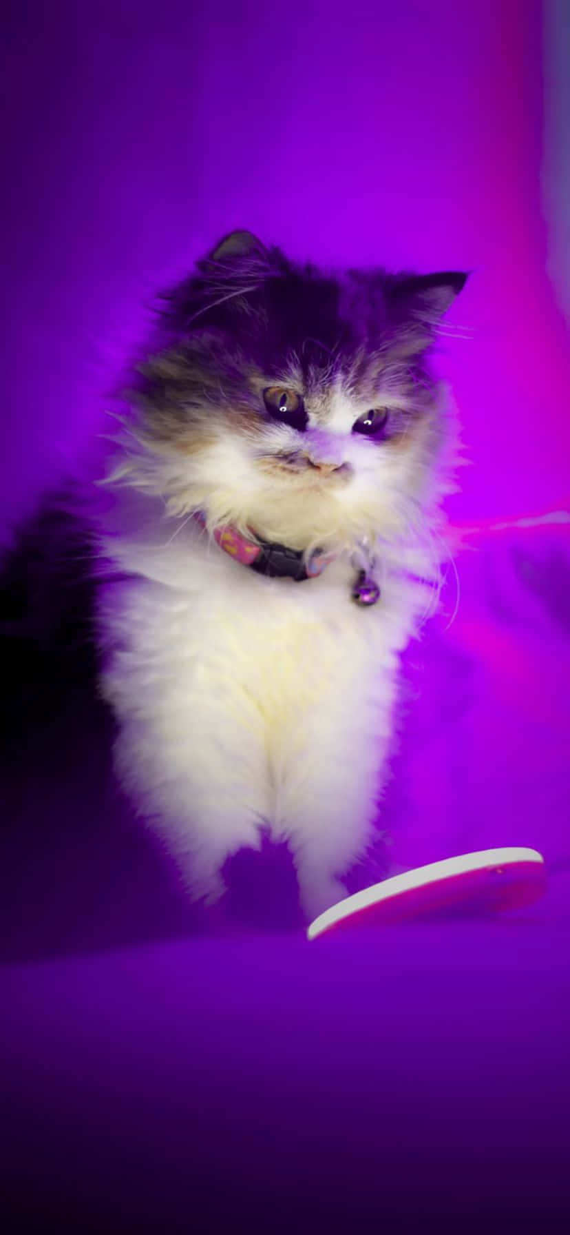 fluffy cat, long-haired cat, white and dark fur, HD Phone Wallpaper