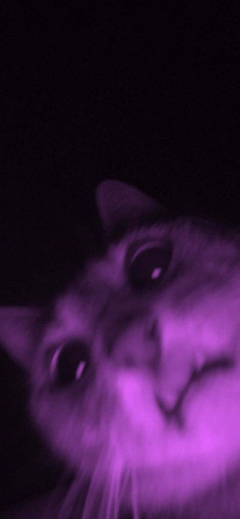 purple hued cat, cat's face, glowing purple, HD Phone Wallpaper