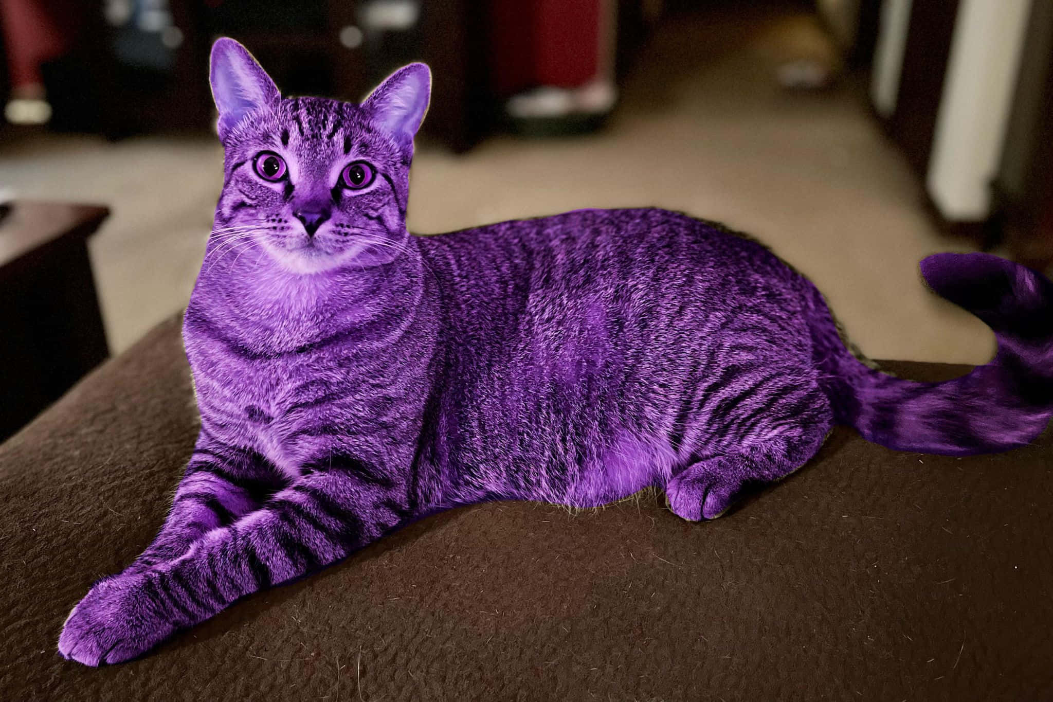 Purple Domestic Cat, tabby cat, vibrant purple fur, Full HD Desktop Wallpaper