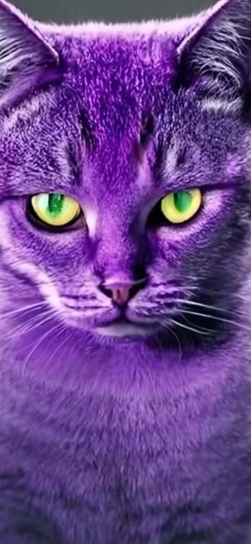 vibrant purple cat, green eyes, close-up, HD Phone Wallpaper