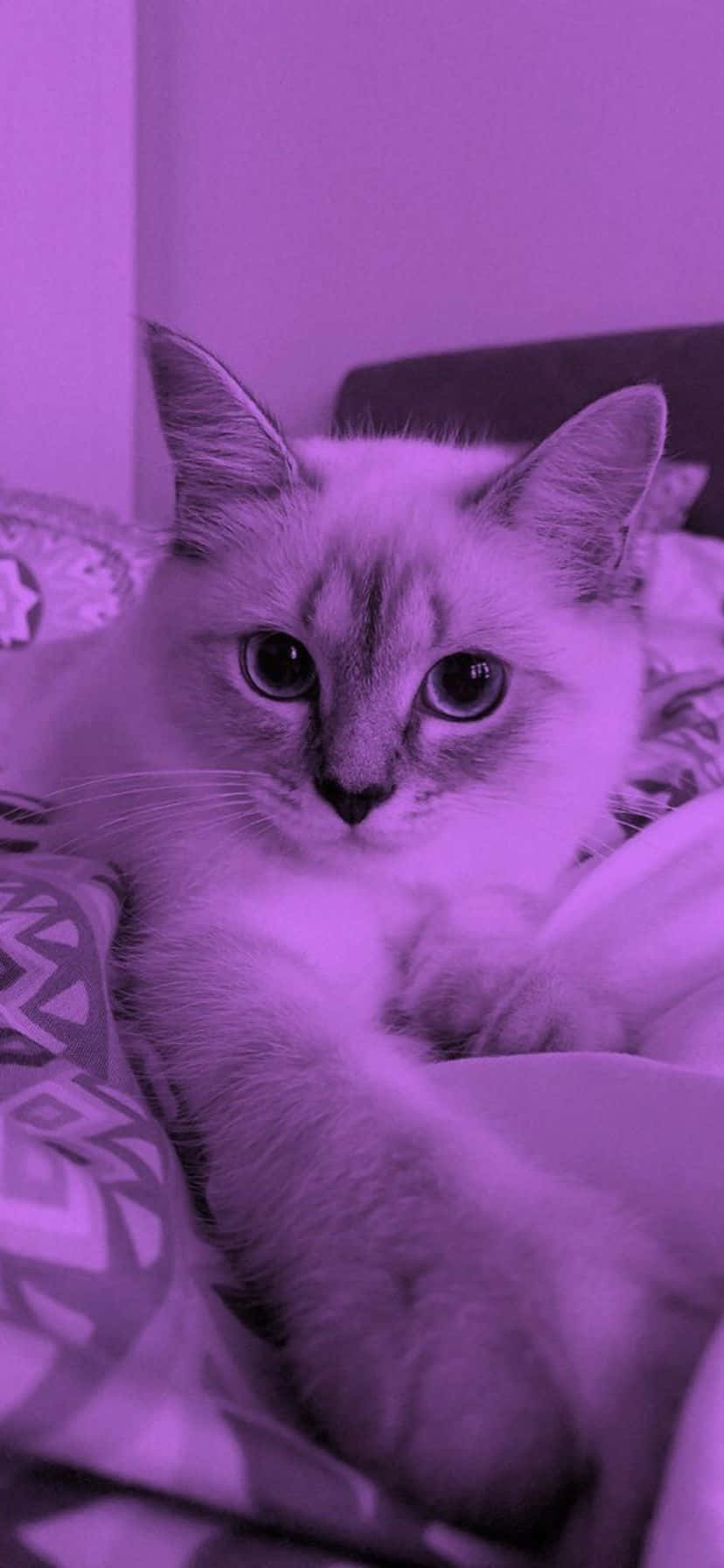 purple hued cat, fluffy cat, dark eyes, HD Phone Wallpaper